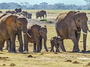 HERD OF ELEPHANTS