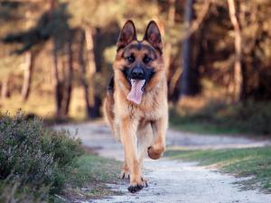 German shepherd dog