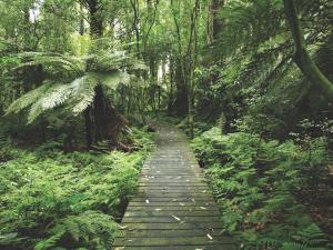 Forest boardwalk