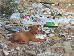 Puppy at the tip