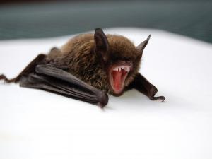 bat