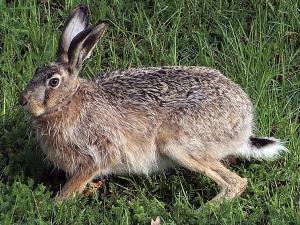 hare