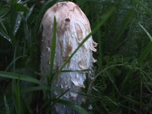 Coprinus Comatus