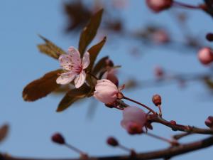 spring, blossom, tree