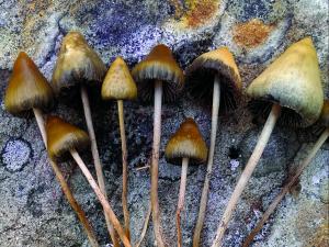 Magic mushrooms