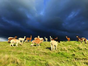 Alpacas on the farm