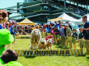 Hawkes Bay A and P show; sheep jumping