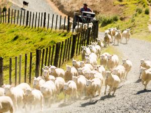 sheep on the run