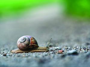 Snail