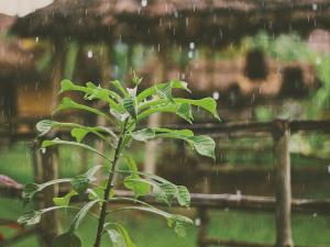 Rain on plant