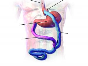 Gastric bypass using a Roux-en-T anastomosis