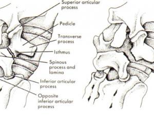 Lumbar vertebrae