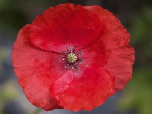 Anzac poppy 