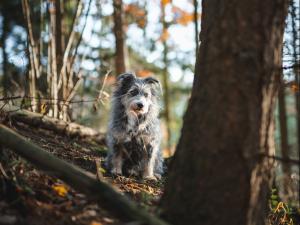 Dog tree