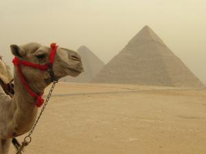 Camel