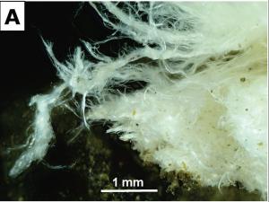 "woolly" erionite in waitakere group rock from Te Henga Rd Quarry in waitakere ranges. source NZMJ/Rod Martin