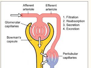 Schematic of nephron, the kidneys