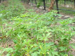 Hemp growing in Marlborough Vineyard