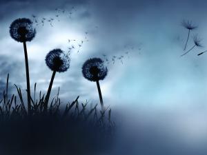 Dandelion, wish,