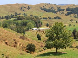 waikato farm view