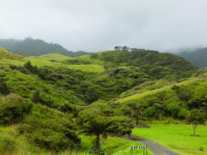 Waikato rural, bush