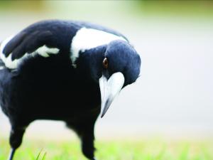 Magpie