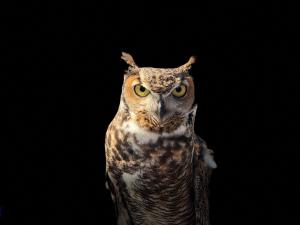 owl [photo: James Lee on Unsplash]