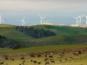 rural windfarm near Raglan