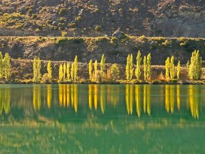 Poplars, Lake Dunstan