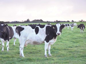 Cows in field