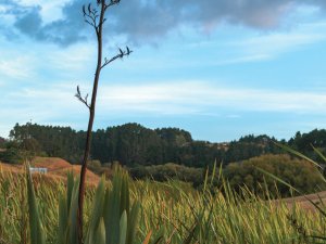 Waikato wetland replanted