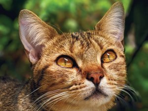 Cat_closeup_tabby_CR_Jasmine-Phong-on-Unsplash.jpeg