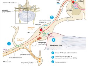 PHARMACOTHERAPY