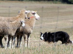 Sheepdog and sheep