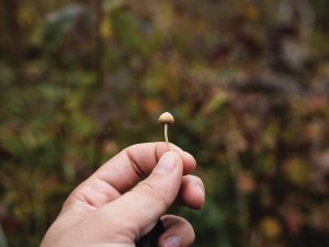 Magic mushroom CR Artur Kornakov on Unsplash