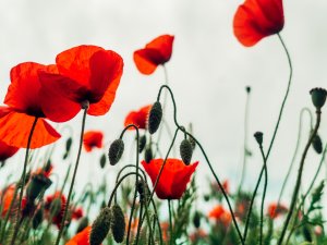 Poppies [Image: Ben Collins on Unsplash]