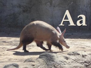 Aardvark [Image: Wiki Commons]