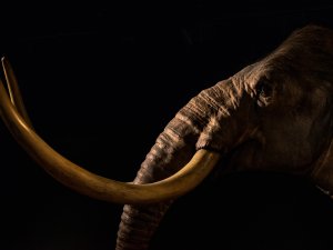 A model of a mammoth, showing sideview of head and tusks, with black background