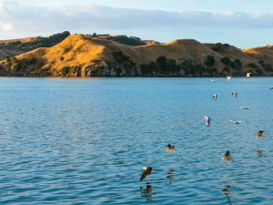 Raglan Harbour NZD