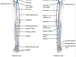 Lower-Limb-Veins