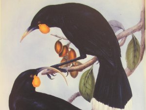 Painting of huia on branch