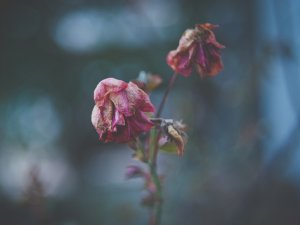 Dead Flowers CR Silvestri Matteo on Unsplash