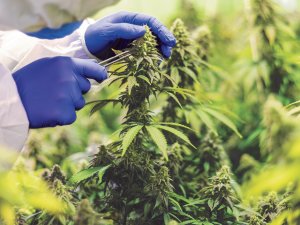 Medicinal Cannabis CR Supplied Helius 