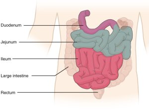 Diagram of the Gut