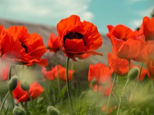 Poppy ANZAC