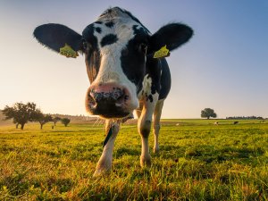 Black and white cow looking into camera, green field and blue sky in background