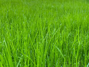 Green blades of grass [sHa shadoll on Unsplash]