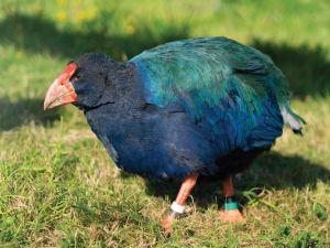 Takahe CR Timo Vol on Unsplash