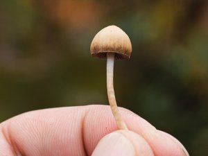 magic mushroom CR Artur Kornakov on Unsplash