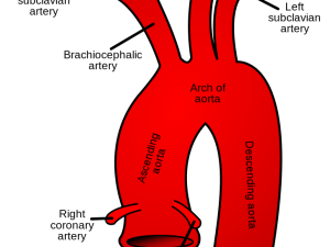 Aorta